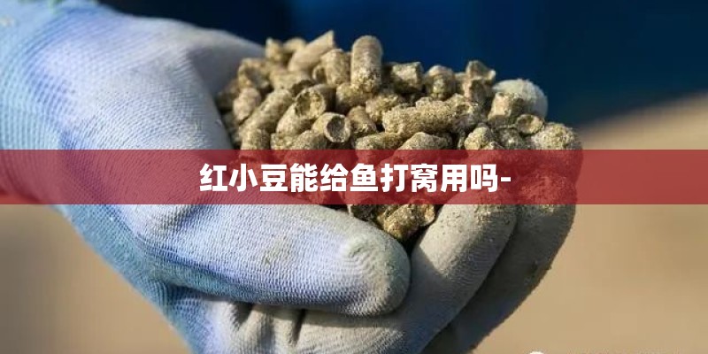 红小豆能给鱼打窝用吗-