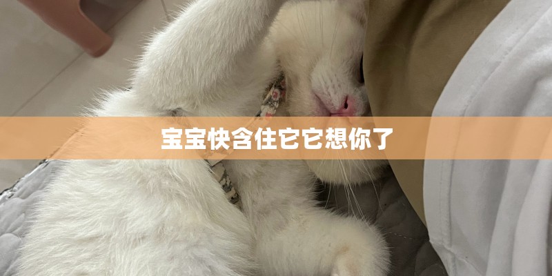 fountain怎么读