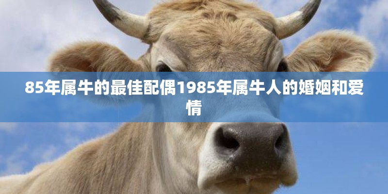 85年属牛的最佳配偶1985年属牛人的婚姻和爱情