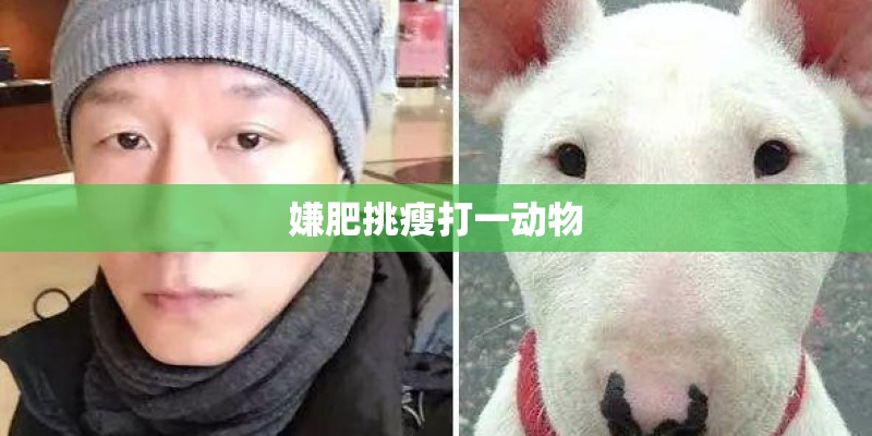 嫌肥挑瘦打一动物