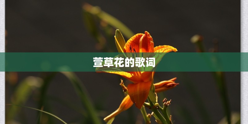 萱草花的歌词 萱草花的歌词