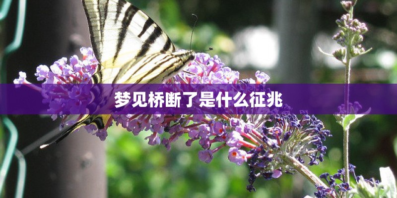 梦见桥断了是什么征兆