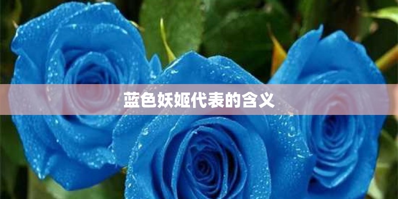 蓝色妖姬代表的含义
